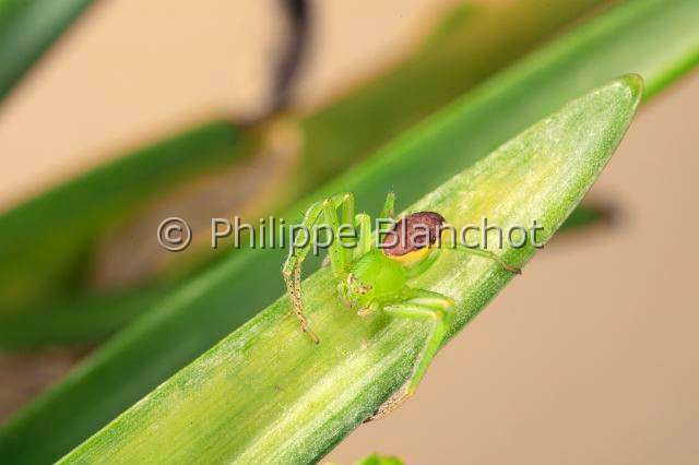 Thomisidae_diaea.JPG - France, Araneae, Thomisidae, Araignée-crabe ou Thomise (Diaea dorsata), Crab spider